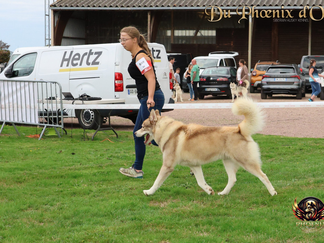 Photo 8 de Unix ultime touch the stars Du Phoenix D'Or