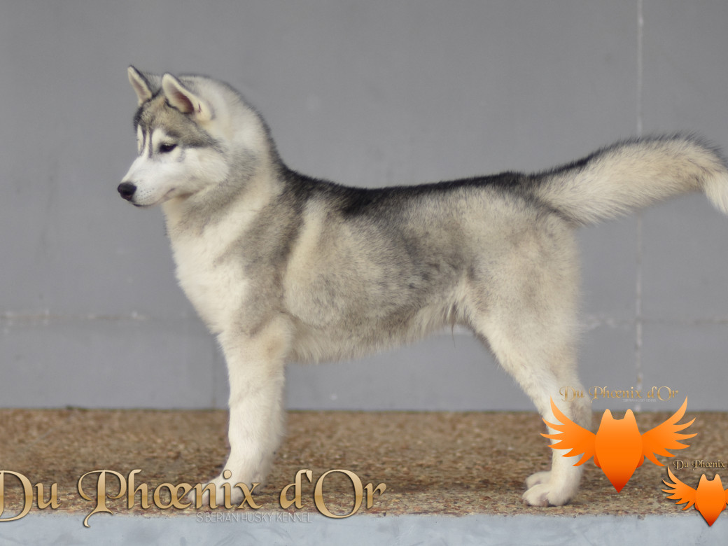 Picture of U never forget me du Phoenix d'or (Ustang)