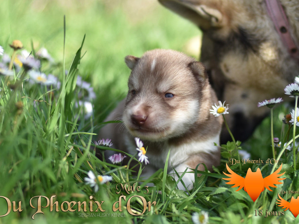 Picture of Veasley magic red du Phoenix d'or - Moon & Shiiro