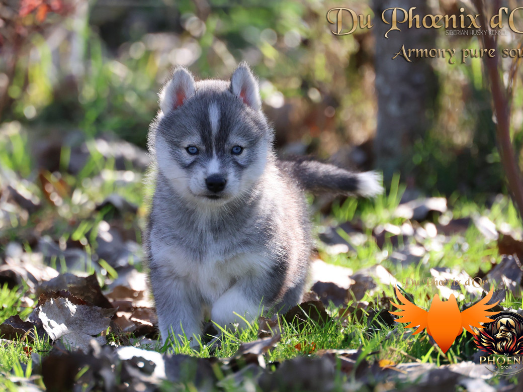 Photo 15 de Femelle 3 - Sweetie x Toruk (Septembre 2025)