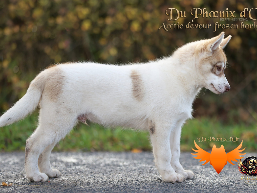 Photo 35 de Mâle 1 - Taïga x Ultra (Août 2025)