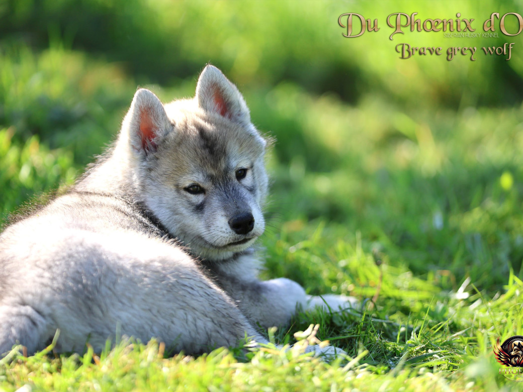 Photo 2 de Mâle 2 - Serena x Ragnar (Février 2026)