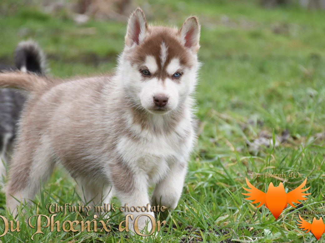 Picture of Unfinity milk chocolate du Phoenix d'or