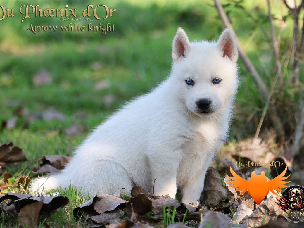 Photo 10 de Mâle 2 - Twilight x Yoshi (Août 2025)