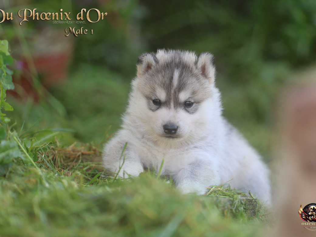 Picture of Mâle 1 - Shana x Unix (Mars 2026)