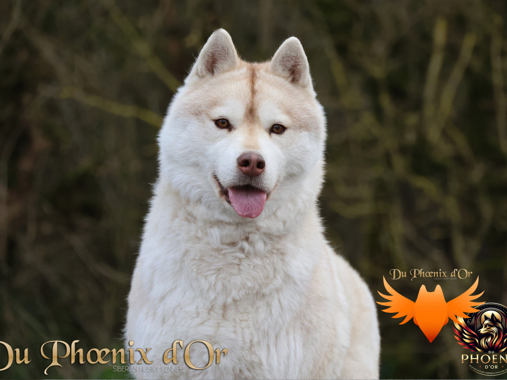 Photo 4 de Serena Lavender du Phoenix d'or
