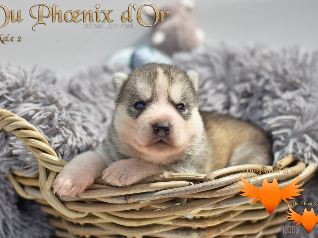 Picture of U never forget me du Phoenix d'or (Ustang)