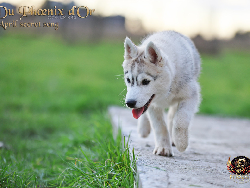 Photo 8 de Femelle 2 - Sweetie x Toruk (Septembre 2025)