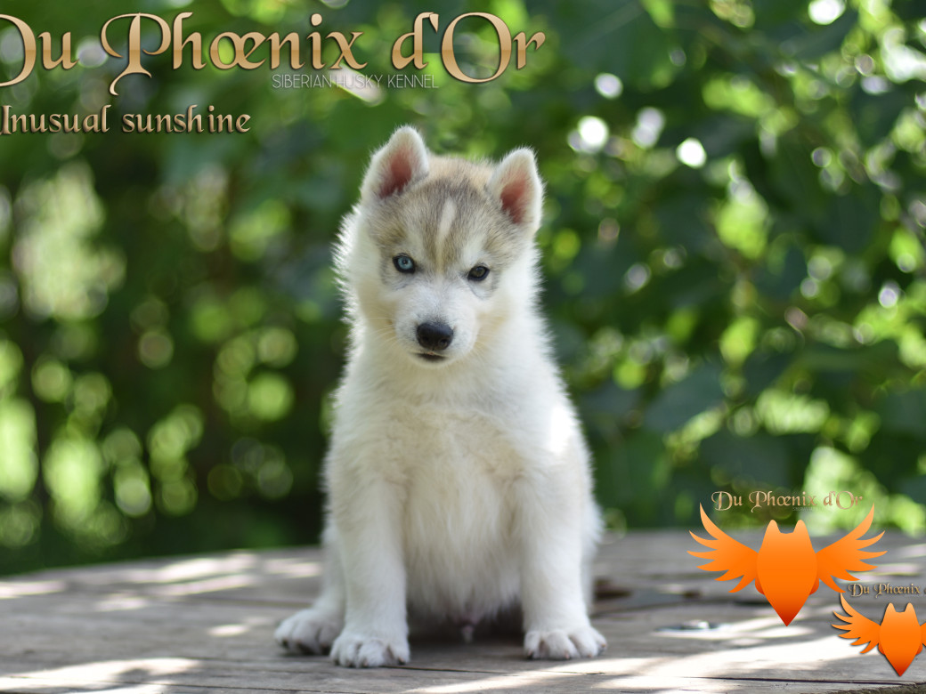Picture of Unusual Sunshine du Phoenix d'or