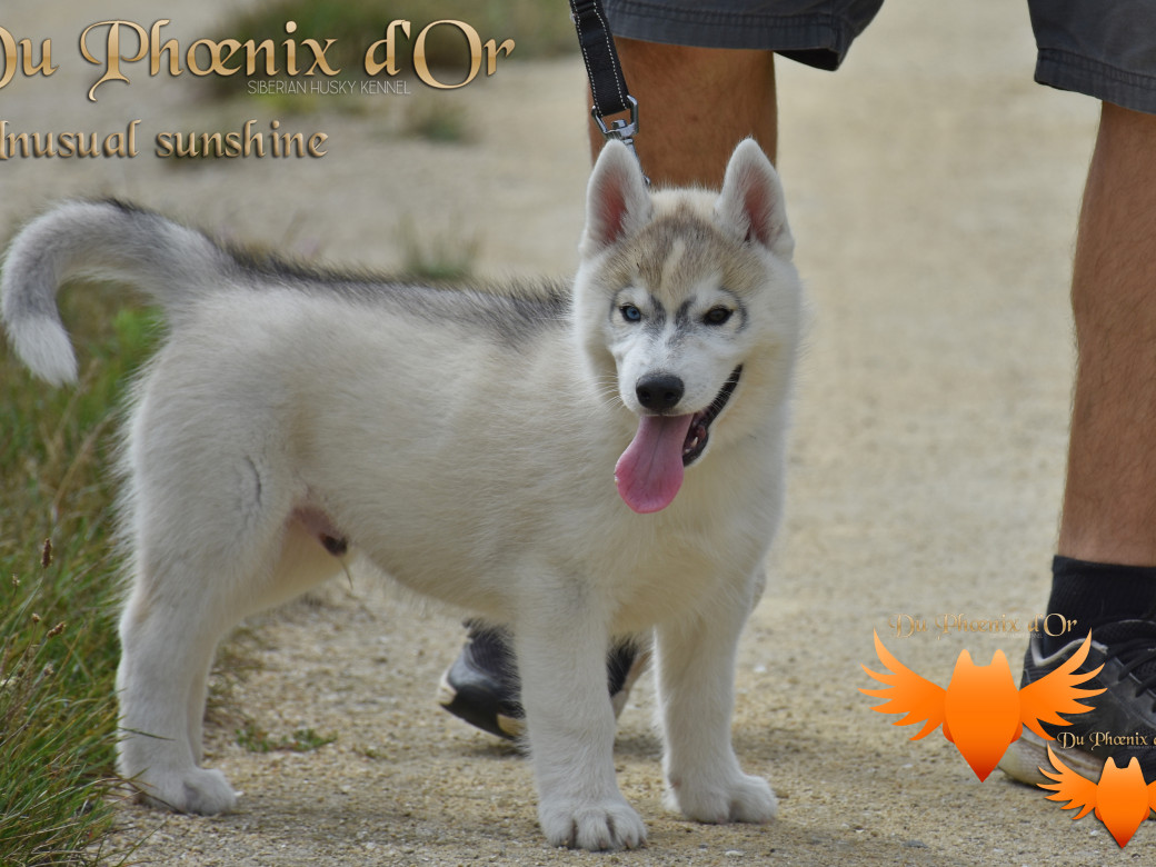 Picture of Unusual Sunshine du Phoenix d'or