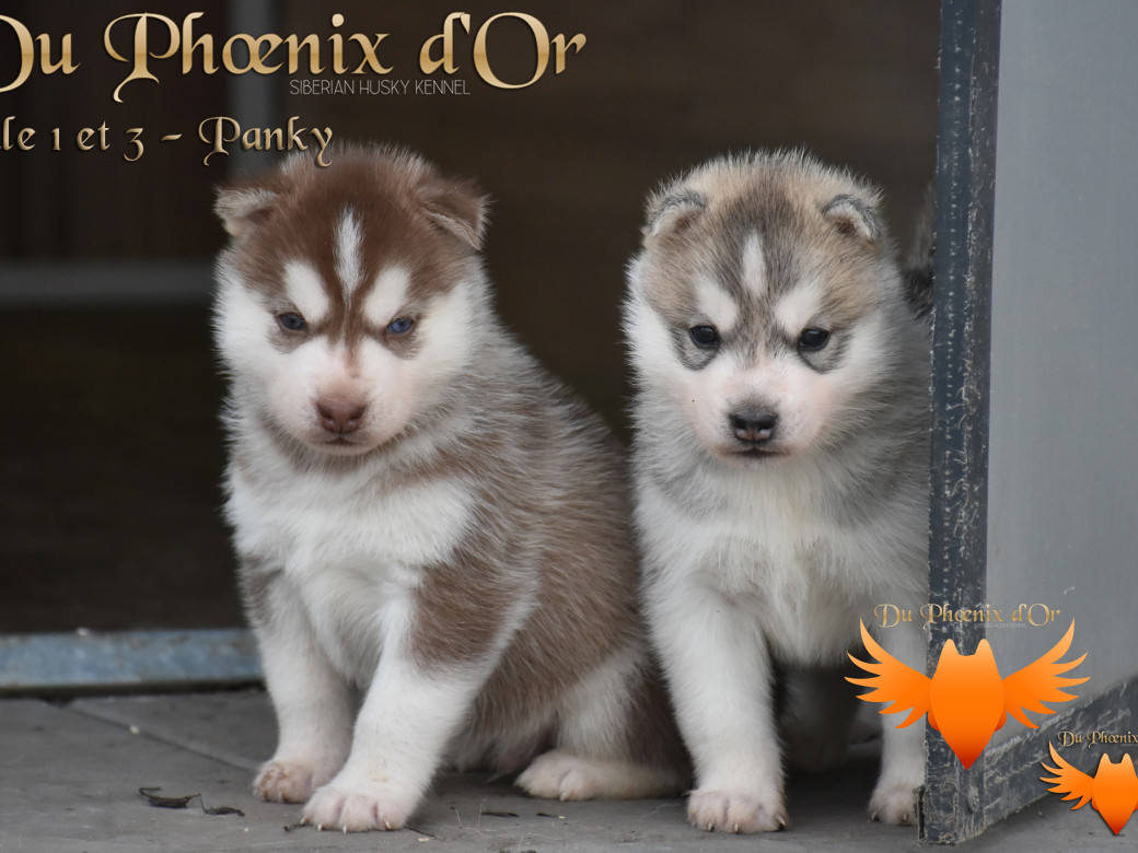 Picture of Unfinity milk chocolate du Phoenix d'or