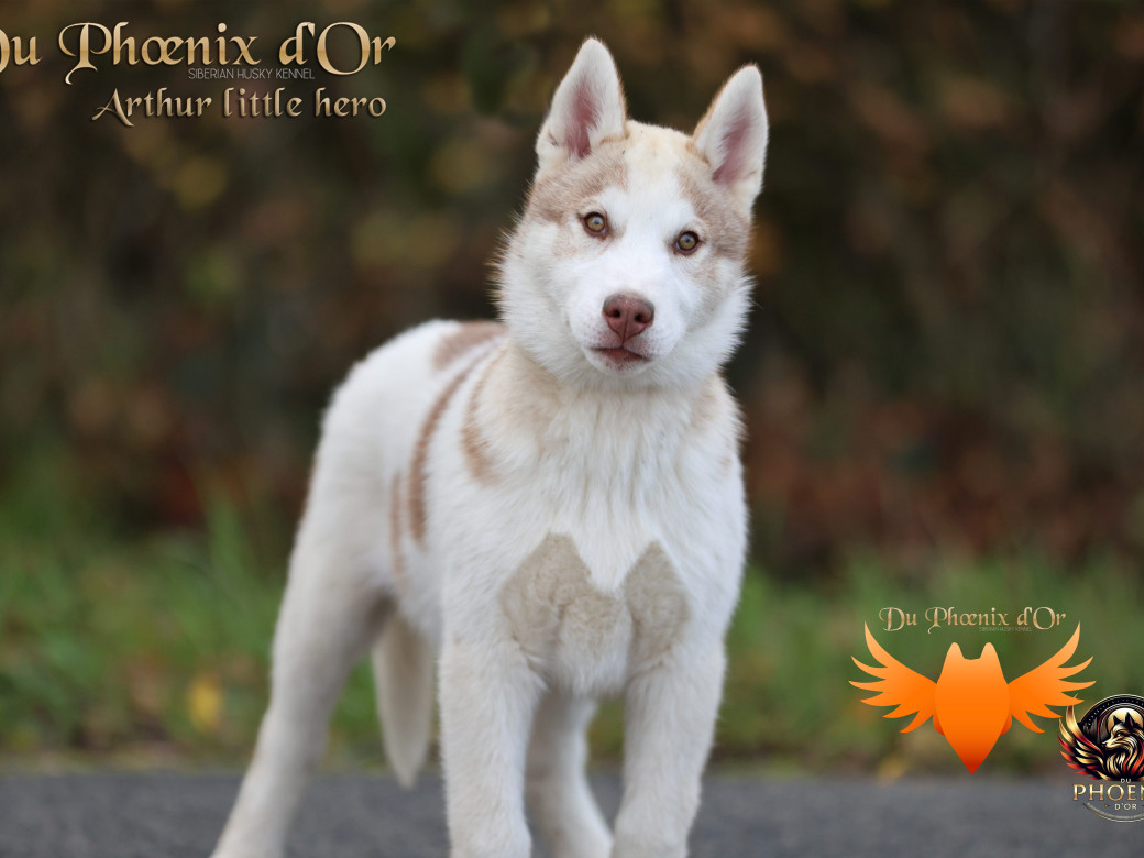 Photo 13 de Mâle 2 - Taïga x Ultra (Août 2025)