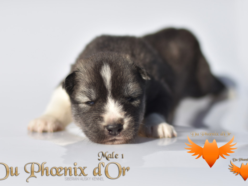 Picture of Vulcan du Phoenix d'or - Moon & Shiiro