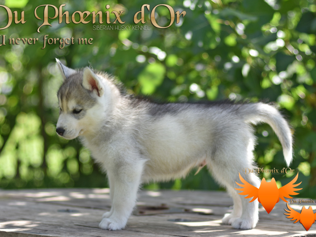 Picture of U never forget me du Phoenix d'or (Ustang)