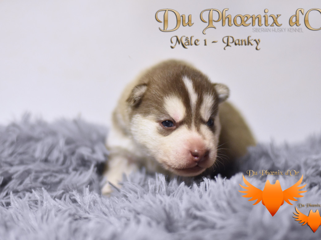 Picture of Unfinity milk chocolate du Phoenix d'or