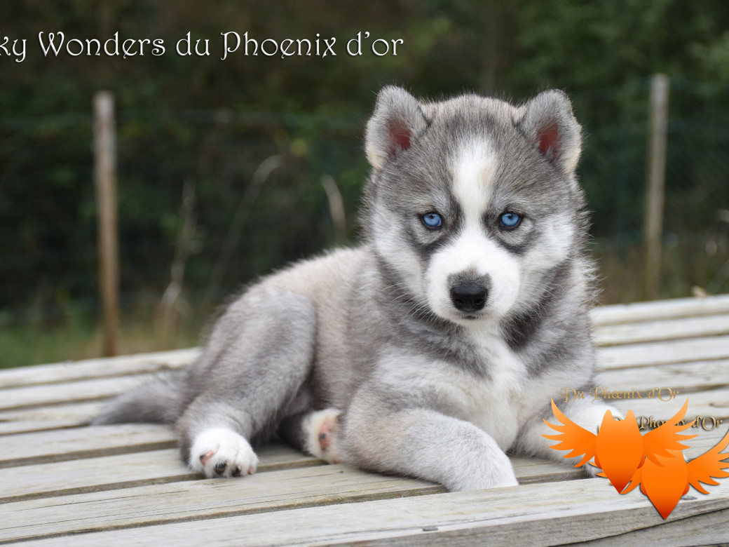 Picture of Sky Wonders du Phoenix d'or