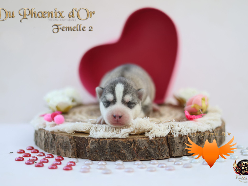 Photo 6 de Femelle 2 - Sweetie x Toruk (Septembre 2025)