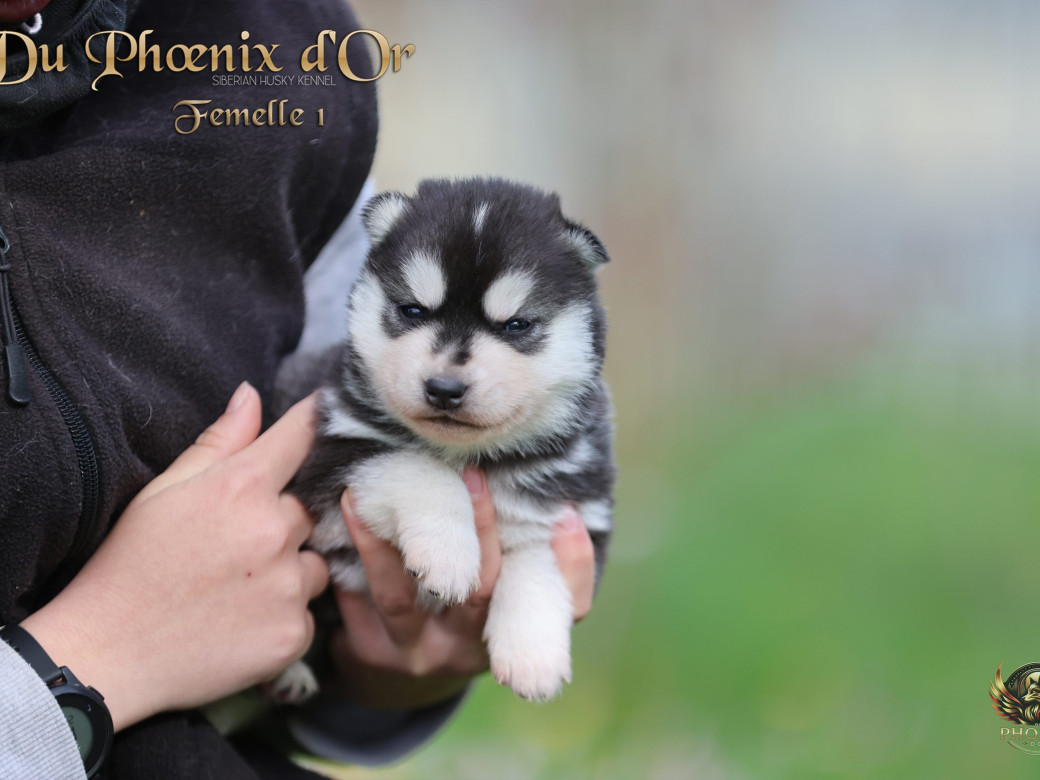 Photo 4 de Femelle 1 - Shana x Unix (Mars 2026)