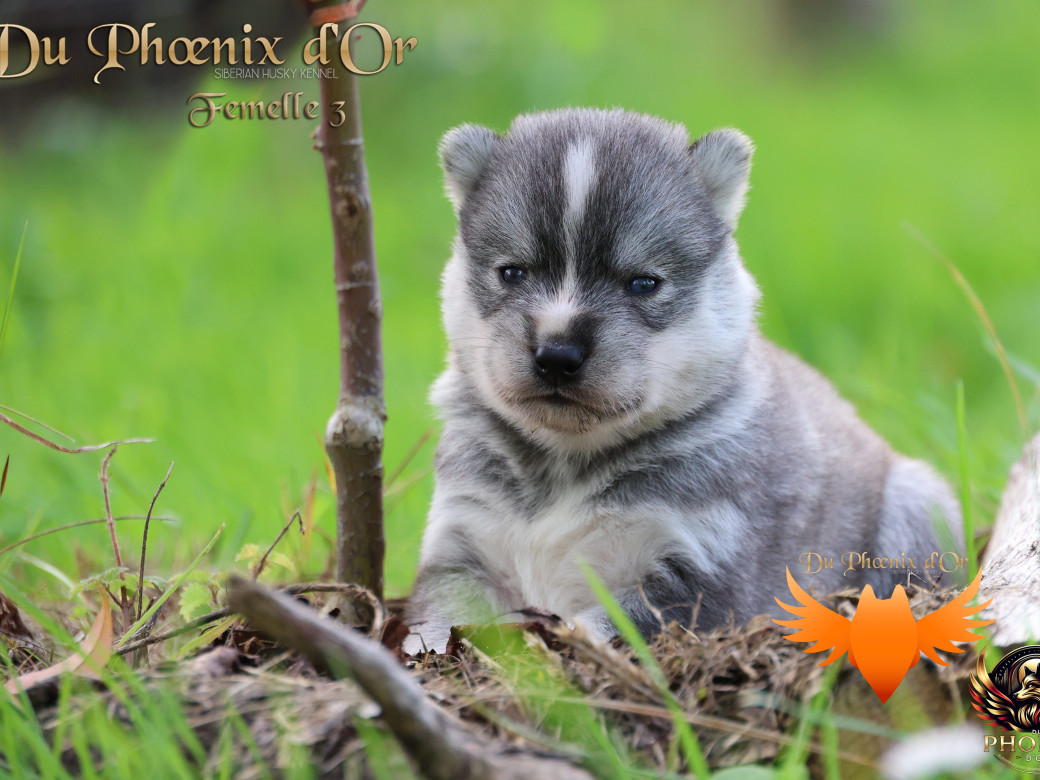 Photo 2 de Femelle 3 - Sweetie x Toruk (Septembre 2025)