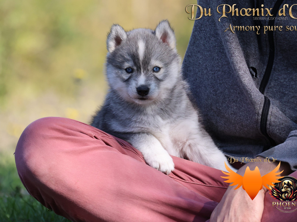 Photo 4 de Femelle 3 - Sweetie x Toruk (Septembre 2025)