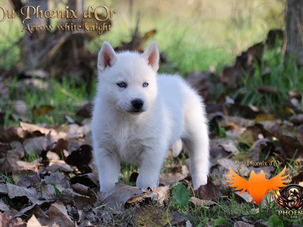 Photo 4 de Mâle 2 - Twilight x Yoshi (Août 2025)