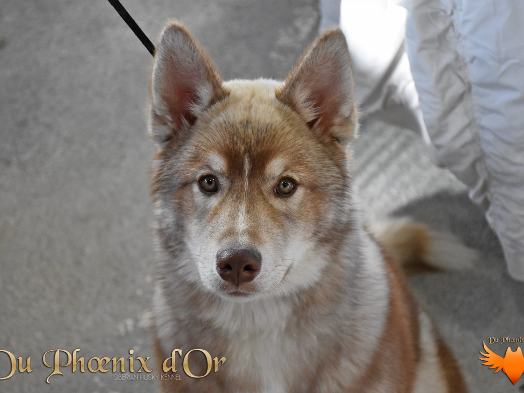 Photo 51 de Unix ultime touch the stars Du Phoenix D'Or