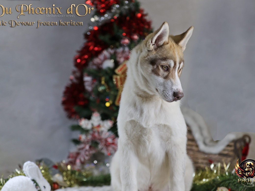 Photo 24 de Mâle 1 - Taïga x Ultra (Août 2025)