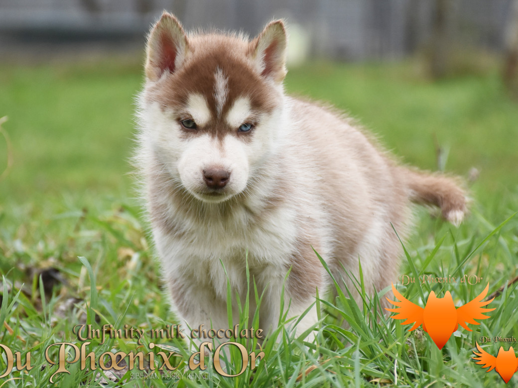 Picture of Unfinity milk chocolate du Phoenix d'or