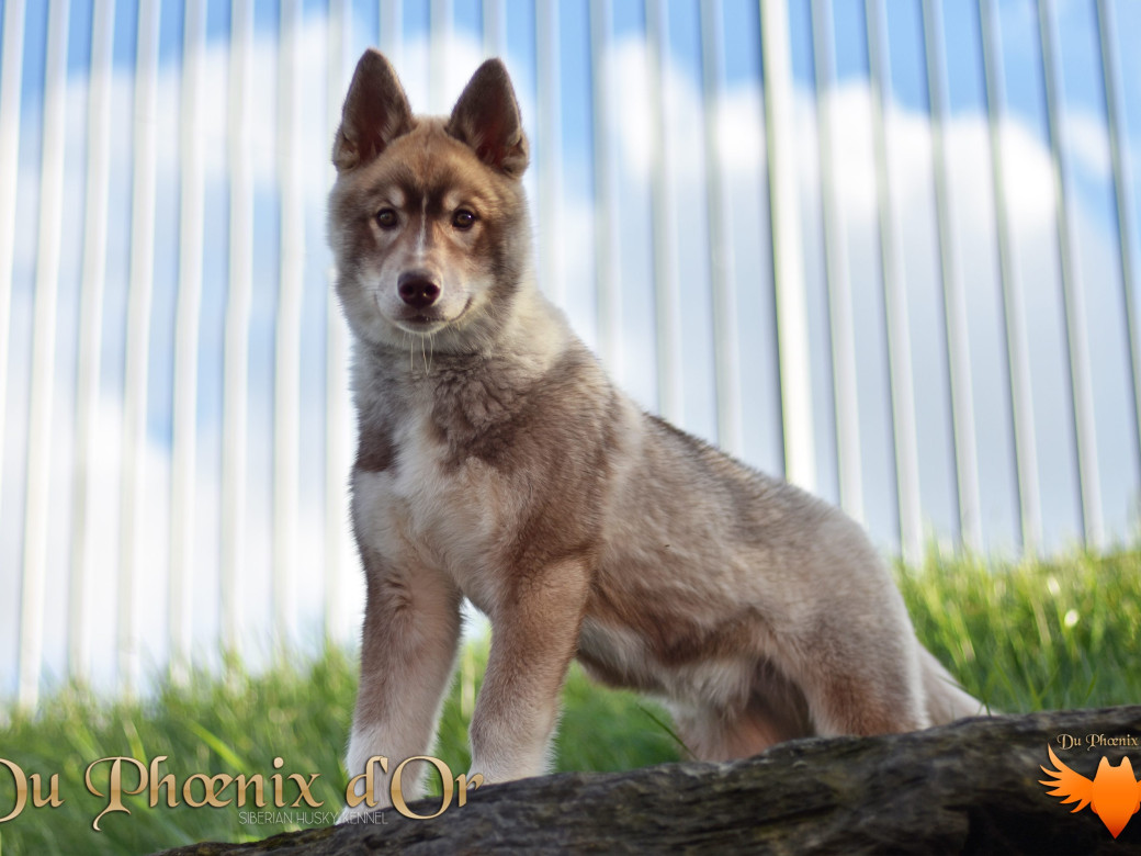 Photo 41 de Unix ultime touch the stars Du Phoenix D'Or