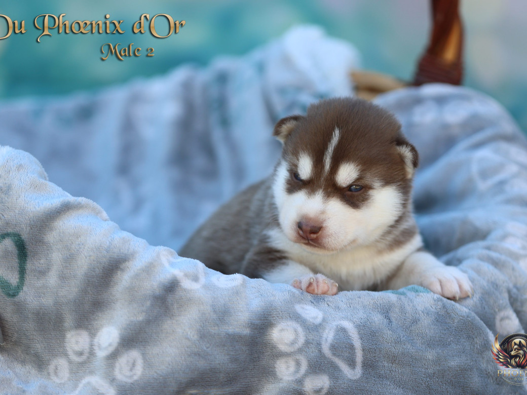 Mâle 2 - Moon x Ultra (Mars 2026)