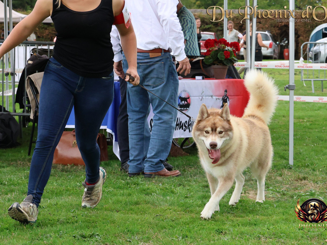 Photo 3 de Unix ultime touch the stars Du Phoenix D'Or