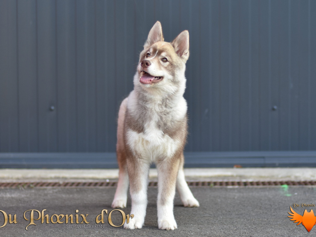 Photo 71 de Unix ultime touch the stars Du Phoenix D'Or