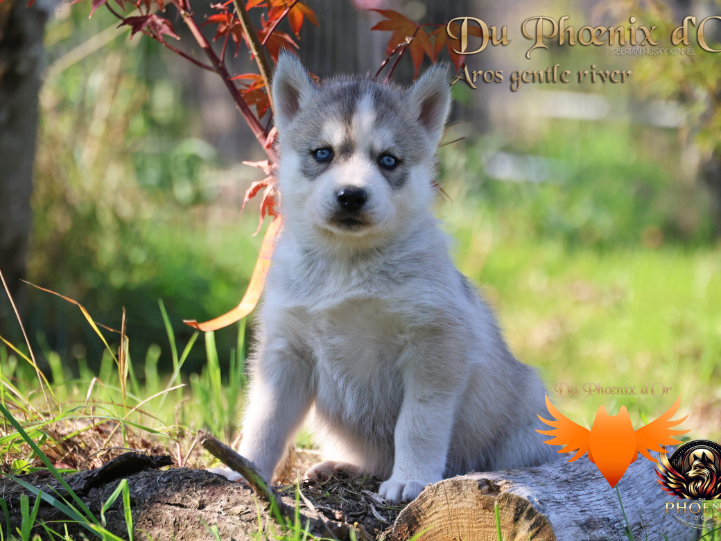 Photo 17 de Mâle 4 - Twilight x Yoshi (Août 2025)