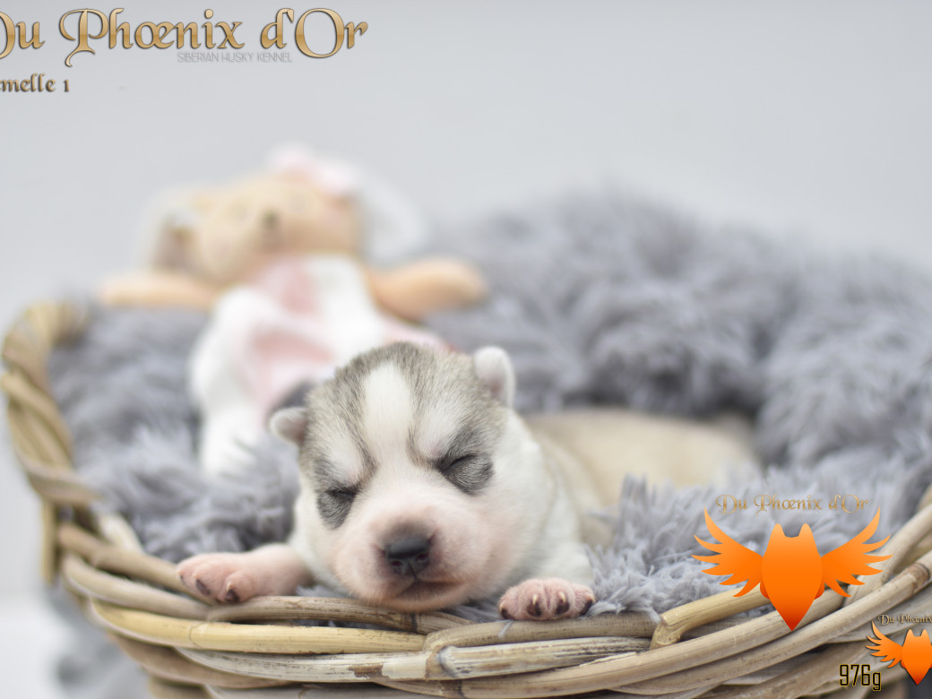 Picture of Unlock the way to love du Phoenix d'or