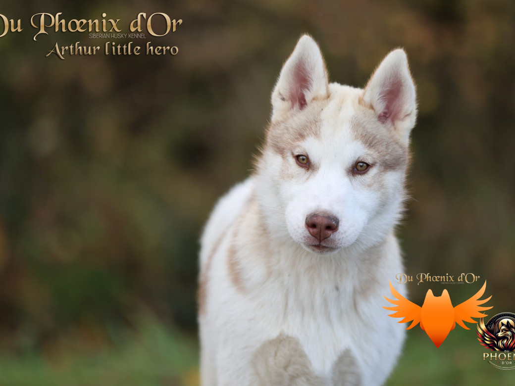 Photo 9 de Mâle 2 - Taïga x Ultra (Août 2025)