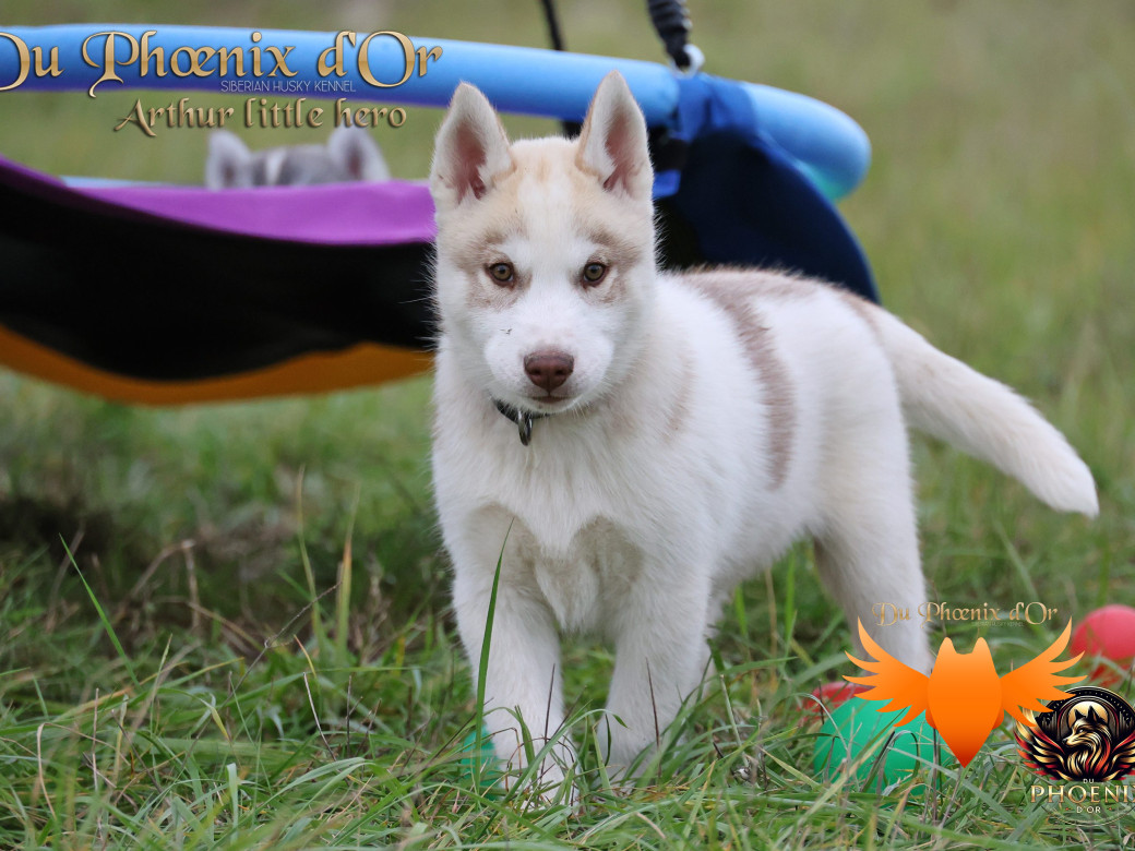 Photo 43 de Mâle 2 - Taïga x Ultra (Août 2025)