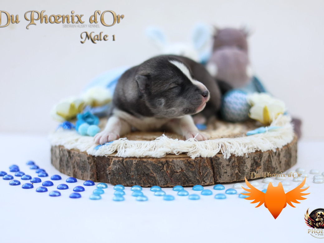 Photo 8 de Mâle 1 - Sweetie x Toruk (Septembre 2025)