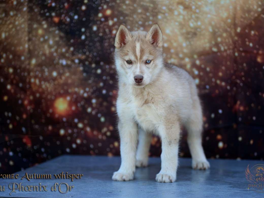 Picture of Femelle 3 - Pandora x Moky (Janvier 2026)