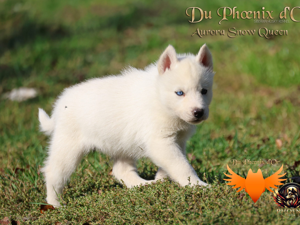 Photo 7 de Femelle 1 - Twilight x Yoshi (Août 2025)
