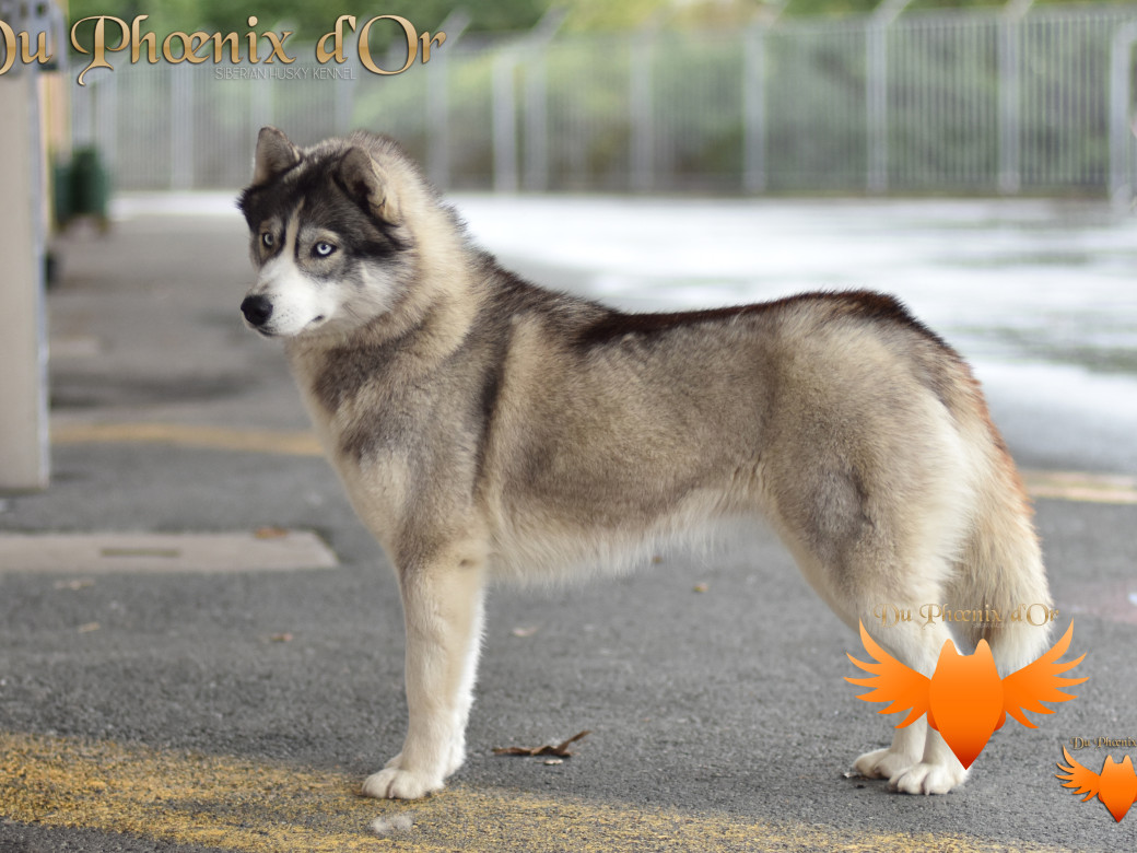 Sky Wonders du Phoenix d'or