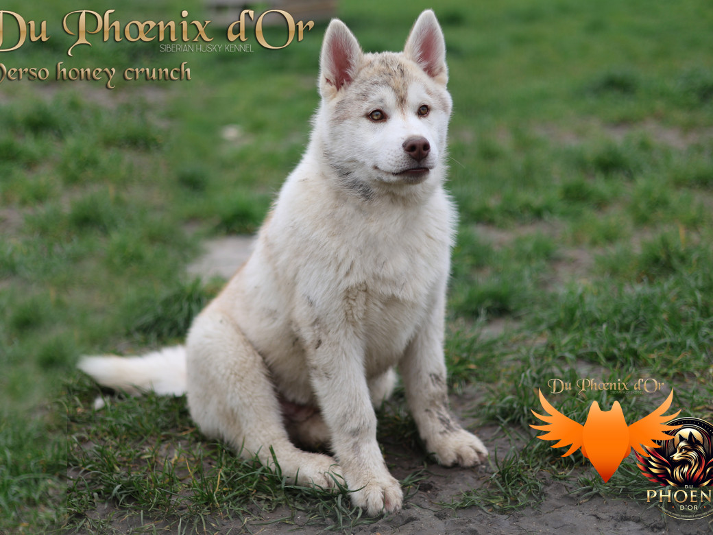 Picture of Verso - PANDORA & MOKY (Décembre 2024)