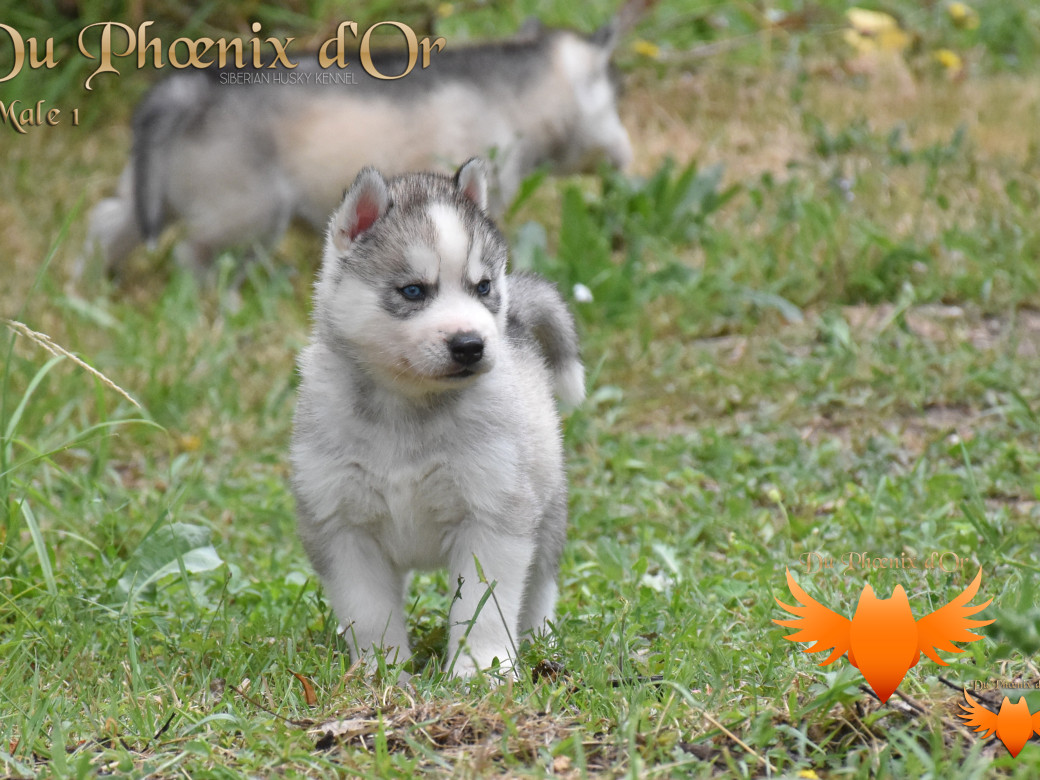 Picture of U travel to the best aventure du Phoenix d'or