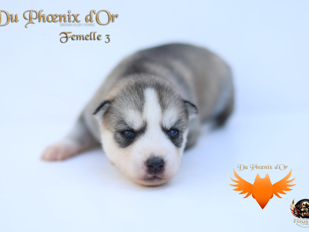 Photo 20 de Femelle 3 - Twilight x Yoshi (Août 2025)