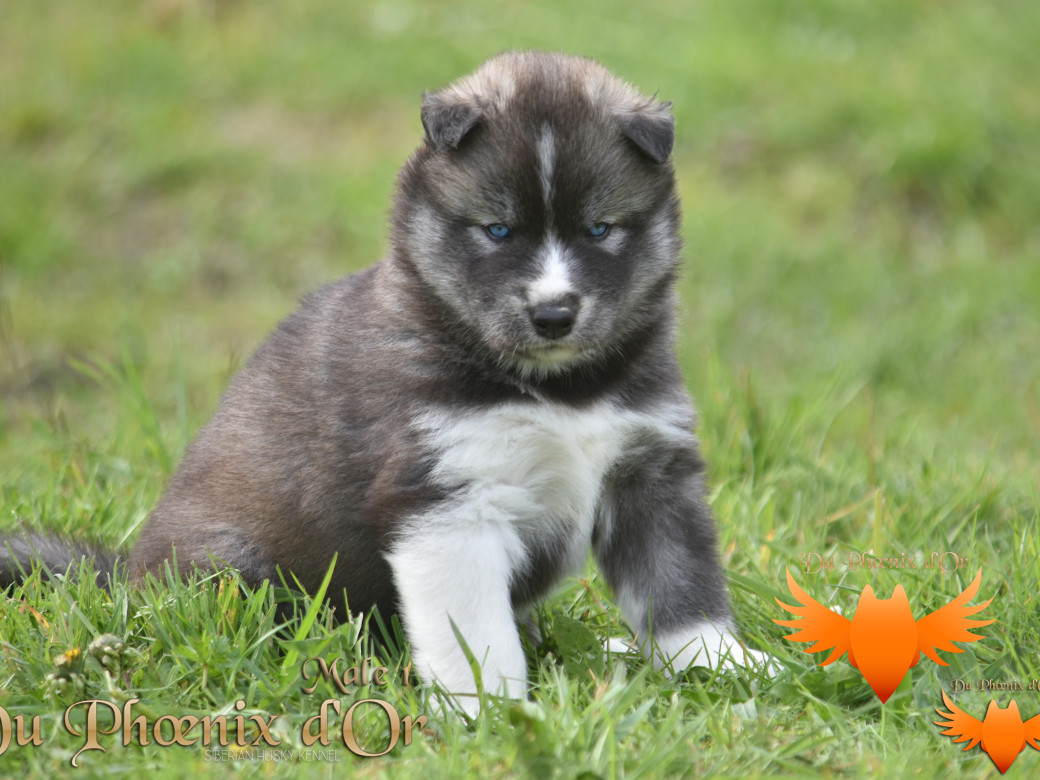 Picture of Vulcan du Phoenix d'or - Moon & Shiiro
