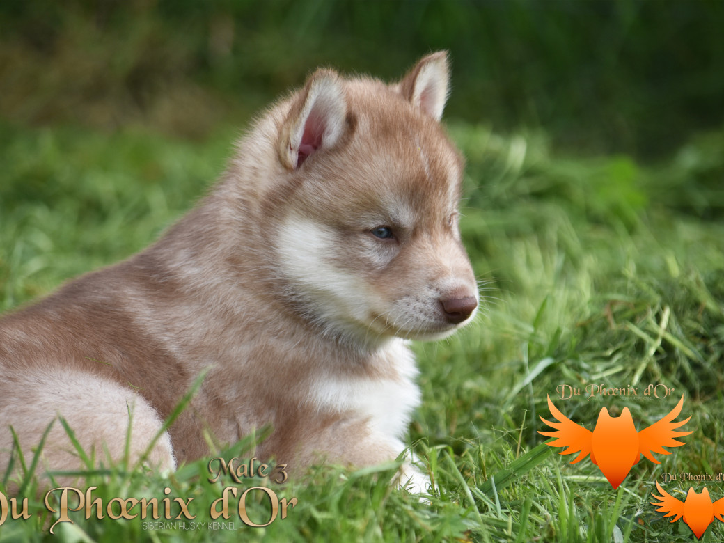 Picture of Veasley magic red du Phoenix d'or - Moon & Shiiro