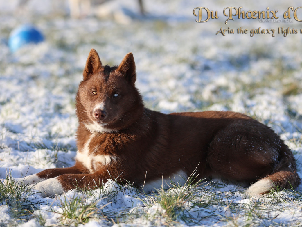 Photo 3 de Femelle 4 - Taïga x Ultra (Août 2025)