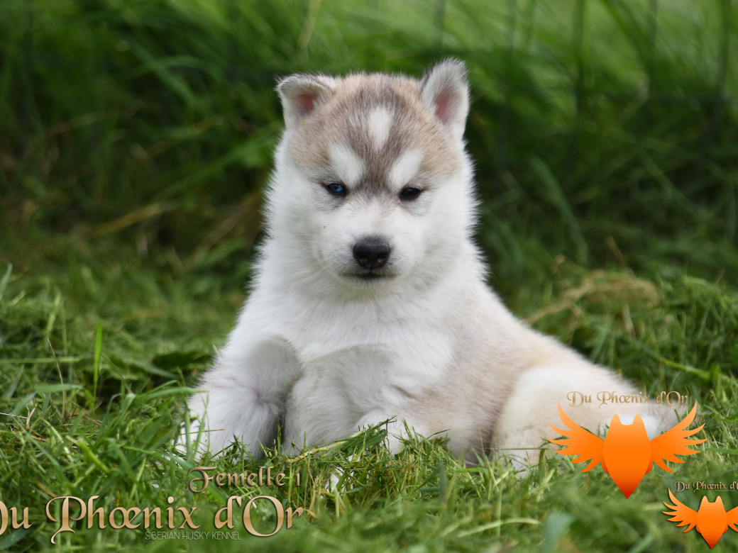 Picture of Vicky du Phoenix d'or - Moon & Shiiro