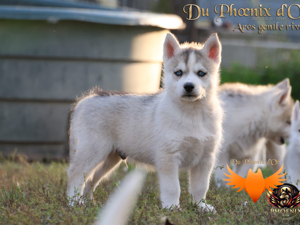 Photo 1 de Mâle 4 - Twilight x Yoshi (Août 2025)