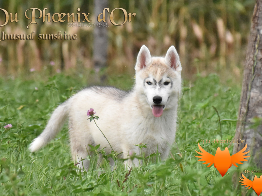 Picture of Unusual Sunshine du Phoenix d'or