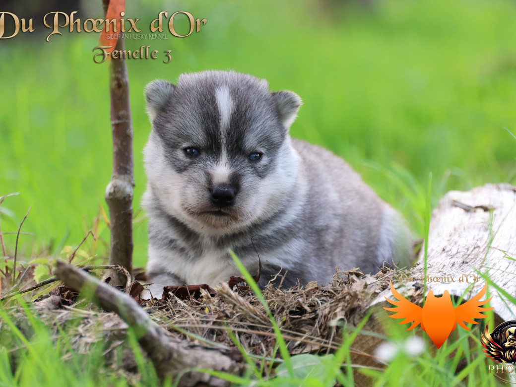 Photo 4 de Femelle 3 - Sweetie x Toruk (Septembre 2025)
